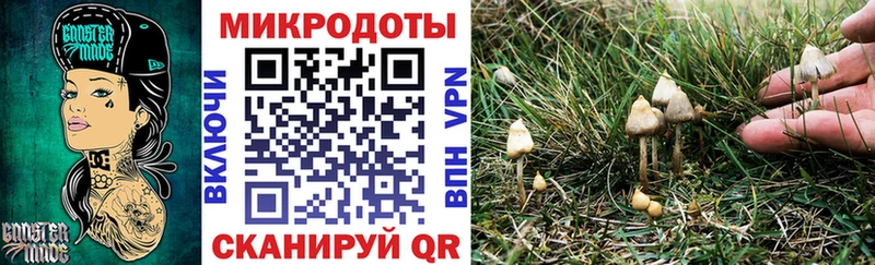 ОМГ ОМГ   где найти   Шагонар  Галлюциногенные грибы Psilocybine cubensis 